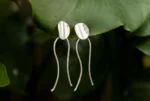 Aretes Hilo de Agua - Imagen 9